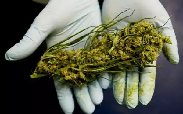 marijuana-really-kill-cancer-cells